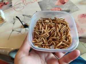 [Blog] Gynger, reine des Lasius niger d'Amandine, 1d8834a9-a22c-4ea4-ade0-949c4ae1527a.jpg