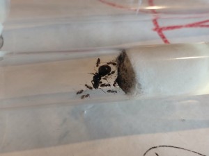 [Blog] Gynger, reine des Lasius niger d'Amandine, 2a964fff-a91a-4b46-a450-08bebba137ba.jpg