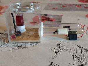 [Blog] Gynger, reine des Lasius niger d'Amandine, 5767a07f-40ce-481f-9640-2a403d8ab8d9.jpg