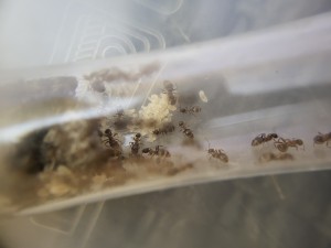 De belles physogastries et une belle poignée de larves, Suivi de mes colonies