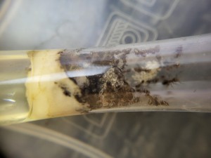 Suivi de mes colonies, 1000026429.jpg