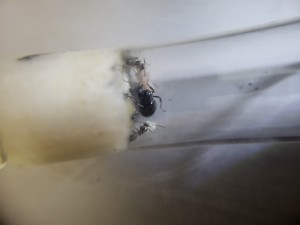 Suivi de mes colonies, 1000026438.jpg