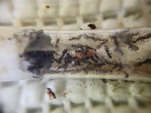 Suivi de mes colonies, 1000026430.jpg