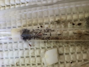 Suivi de mes colonies, 1000026433.jpg