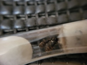 Suivi de mes colonies, 1000026435.jpg