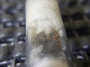 Un petit zoom sur la star du jour, Suivi de mes colonies