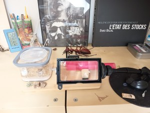 The Lasius family [ Lasius niger ], IMG_20260307_101433.jpg