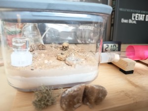 The Lasius family [ Lasius niger ], IMG_20260307_101338.jpg