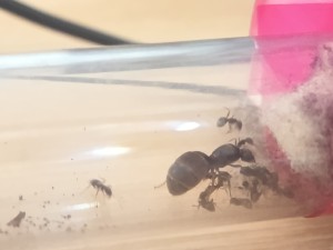 The Lasius family [ Lasius niger ], IMG_20260307_162030.jpg