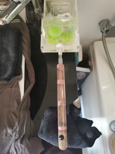 [Blog] Lasius sp noire de Marie Aromat, IMG_20260308_150327.jpg