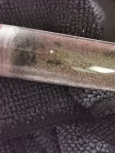 [Blog] Lasius sp noire de Marie Aromat, IMG_20260308_150410.jpg