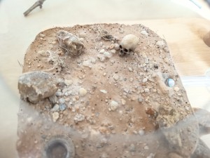 The Lasius family [ Lasius niger ], IMG_20260301_113742.jpg