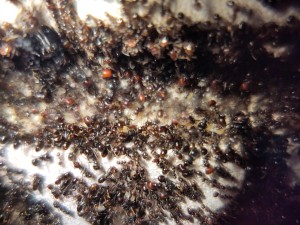 [BLOG] Messor barbarus de Bouboulou, IMG_20260308_182457.jpg