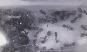 "Fourmiphone", ou babyphone pour fourmis, stream.mjpg.jpeg