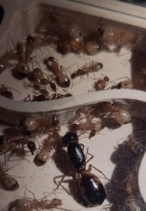 [BLOG] Camponotus sanctus de Bouboulou, IMG_20260308_175634.jpg