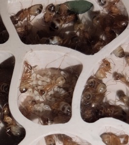 [BLOG] Camponotus sanctus de Bouboulou, IMG_20260308_175653.jpg