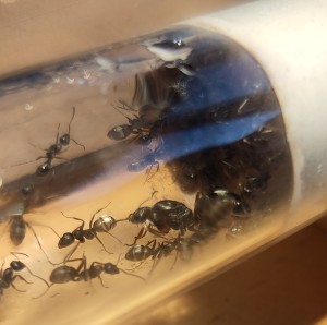 [BLOG] Formica sp. de Bouboulou, IMG_20260308_180950.jpg