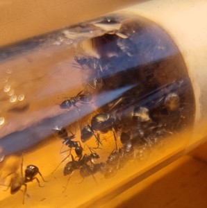 [BLOG] Formica sp. de Bouboulou, IMG_20260308_181009.jpg