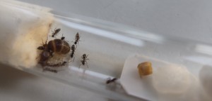 ... dont je fais don !, [BLOG] Fondations de Bouboulou