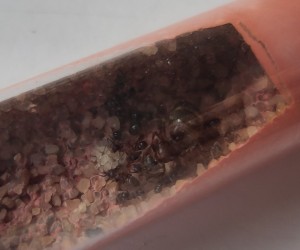 Lasius emarginatus !, [BLOG] Fondations de Bouboulou