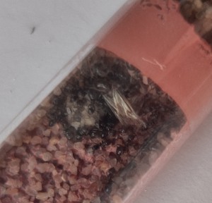 Lasius sp. noires à gyne encore ailée !, [BLOG] Fondations de Bouboulou