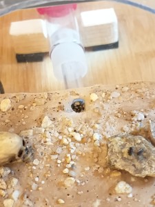 Entrée complètement obstruée, IMG_20260310_183848.jpg