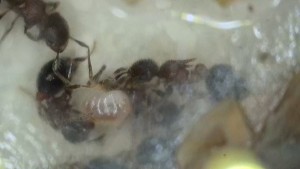 [Blog] Meranoplus bicolor de Lorette, 2026-03-11-17-48-47-053.jpeg