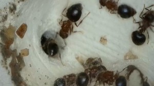 [Blog] Meranoplus bicolor de Lorette, 2026-03-11-17-49-53-706.jpeg