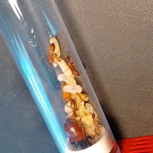 Vu d'ensemble, [Blog] Les américaines de Gigi !