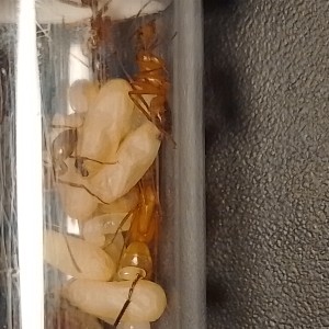 Média, [Blog] Les américaines de Gigi !