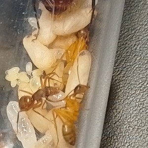 Média dans le couvain, [Blog] Les américaines de Gigi !