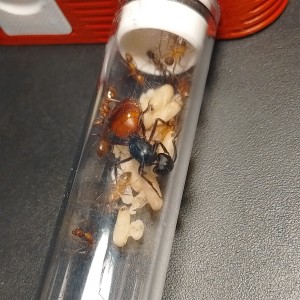 Vue d'ensemble, [Blog] Les américaines de Gigi !