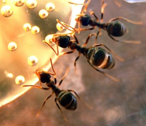 Exemple de physogastrie (au milieu), Entrée complètement obstruée
