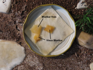 Gamelle de Bhatkar., [Q/R] Ma 1ère Formica: Formica rufibarbis de Lunderteckel