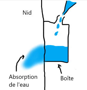 [Q/R] Meranoplus bicolor de Lorette, Capture d'écran 2026-03-13 190627.png