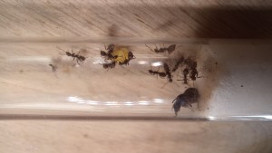 Formica cinerea mangeant du jaune d'oeuf cuit, [Blog] Formica rufibarbis de ugNuma