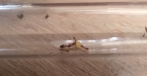 Dégustation du jaune d'oeuf cuit en famille, [Blog] Temnothorax unifasciatus