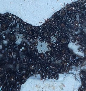 [BLOG] Messor barbarus de Bouboulou, IMG_20260313_195305.jpg