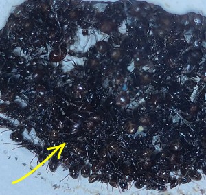 [BLOG] Messor barbarus de Bouboulou, IMG_20260313_195503~2.jpg