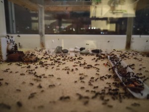 Miam !, [BLOG] Messor barbarus de Bouboulou