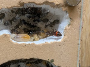 Larve et fourmi rouge, [Blog] Camponotus barbaricus de Mimiti