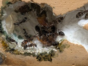 red runner dans le nid, [Blog] Camponotus barbaricus de Mimiti