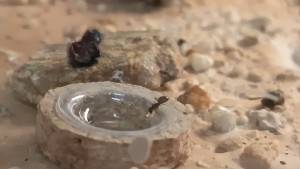 Entrée complètement obstruée, IMG_20260315_100217.jpg