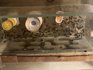 [Q/R] Camponotus barbaricus de Mimiti, IMG_3377.jpeg