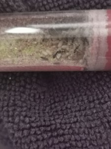 [Blog] Lasius sp noire de Marie Aromat, IMG_20260321_093033.jpg