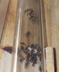 [BLOG] Formica sp. de Bouboulou, IMG_20260318_185350.jpg