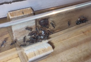 [BLOG] Formica sp. de Bouboulou, IMG_20260318_185328.jpg