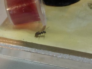 [Blog] Gynger, reine des Lasius niger d'Amandine, 42a519af-5549-4439-8442-429c1dd28532.jpg