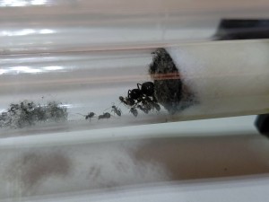 [Blog] Gynger, reine des Lasius niger d'Amandine, baedfdbf-2985-41df-a3c5-de3985e5a5cf.jpg