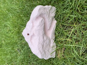 [Blog] Meranoplus bicolor de Lorette, IMG_2882.jpeg